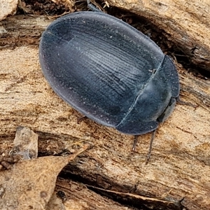 Pterohelaeus piceus at Collector, NSW - 17 Dec 2024 04:06 PM