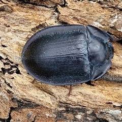 Pterohelaeus piceus at Collector, NSW - 17 Dec 2024 04:06 PM