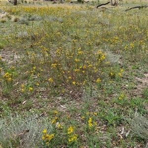 Hypericum perforatum at Collector, NSW - 17 Dec 2024