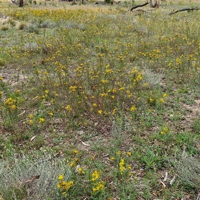 Hypericum perforatum (St John's Wort) at Collector, NSW - 17 Dec 2024 by trevorpreston