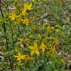 Hypericum perforatum at Collector, NSW - 17 Dec 2024