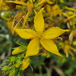 Hypericum perforatum at Collector, NSW - 17 Dec 2024