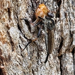 Cerdistus sp. (genus) (Slender Robber Fly) at Collector, NSW - 17 Dec 2024 by trevorpreston