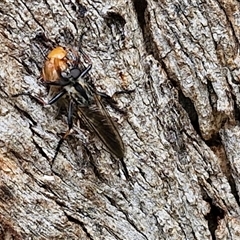 Cerdistus sp. (genus) at Collector, NSW - 17 Dec 2024