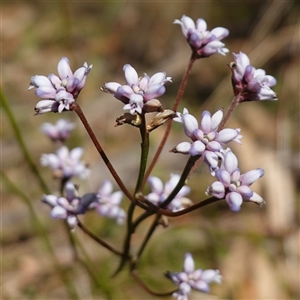 Conospermum tenuifolium (Sprawling Smoke-bush, Slender Wire Lily) at Penrose, NSW by RobG1