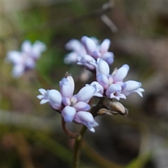 Conospermum tenuifolium at Penrose, NSW - suppressed
