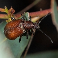 Ecnolagria grandis (Honeybrown beetle) at Gungahlin, ACT - 12 Dec 2024 by AlisonMilton