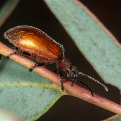 Ecnolagria grandis at Gungahlin, ACT - 12 Dec 2024