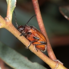Ecnolagria grandis at Gungahlin, ACT - 12 Dec 2024 07:46 AM