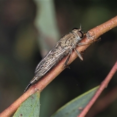 Cerdistus sp. (genus) (Slender Robber Fly) at Gungahlin, ACT - 12 Dec 2024 by AlisonMilton