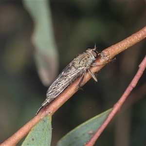 Cerdistus sp. (genus) at Gungahlin, ACT - 12 Dec 2024