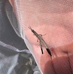 Keyacris scurra (Key's Matchstick Grasshopper) at Bungonia, NSW - 15 Dec 2024 by LodgeEnviro