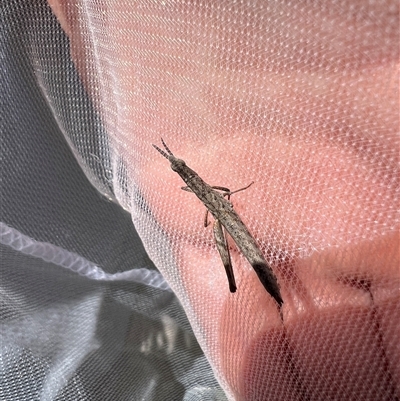 Keyacris scurra (Key's Matchstick Grasshopper) at Bungonia, NSW - 15 Dec 2024 by LodgeEnviro