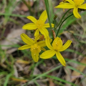 Tricoryne elatior (Yellow Rush Lily) at Collector, NSW by trevorpreston