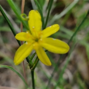 Tricoryne elatior at Collector, NSW - 17 Dec 2024