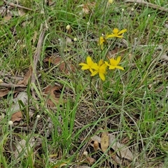 Tricoryne elatior at Collector, NSW - 17 Dec 2024