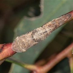 Ledrinae (subfamily) (A Flat-headed Leafhopper) at Gungahlin, ACT - 11 Dec 2024 by AlisonMilton