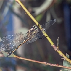 Hemicordulia australiae (Australian Emerald) at Gungahlin, ACT - 12 Dec 2024 by AlisonMilton