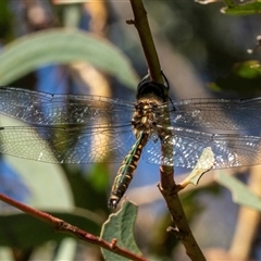 Hemicordulia australiae at Gungahlin, ACT - 12 Dec 2024 09:12 AM