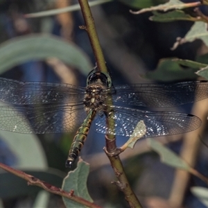 Hemicordulia australiae at Gungahlin, ACT - 12 Dec 2024 09:12 AM