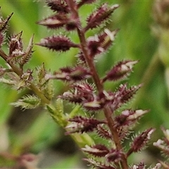 Tragus australianus (Small Burrgrass) at Lake George, NSW - 17 Dec 2024 by trevorpreston