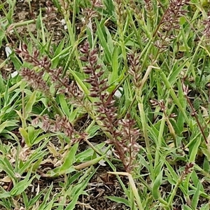 Tragus australianus at Lake George, NSW - 17 Dec 2024 03:52 PM