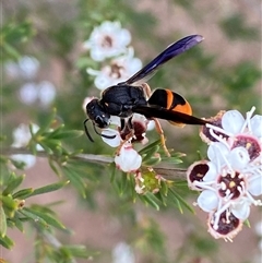 Eumeninae (subfamily) (Unidentified Potter wasp) at Molonglo, ACT - 16 Dec 2024 by SteveBorkowskis