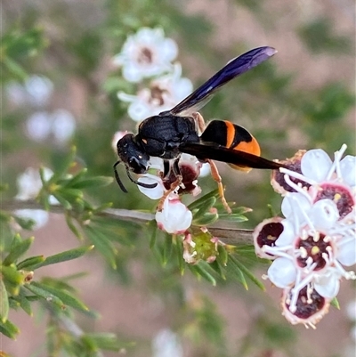 Eumeninae (subfamily) (Unidentified Potter wasp) at Molonglo, ACT - 17 Dec 2024 by SteveBorkowskis