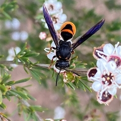 Eumeninae (subfamily) at Molonglo, ACT - 17 Dec 2024 09:49 AM