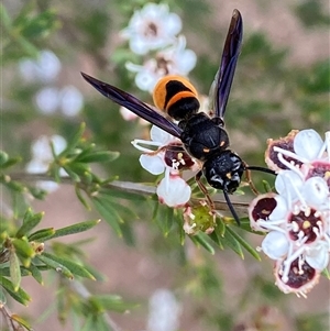 Eumeninae (subfamily) at Molonglo, ACT - 17 Dec 2024 09:49 AM