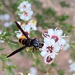 Eumeninae (subfamily) at Molonglo, ACT - 17 Dec 2024