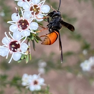 Eumeninae (subfamily) at Molonglo, ACT - 17 Dec 2024