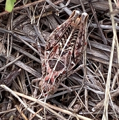 Perunga ochracea (Perunga grasshopper, Cross-dressing Grasshopper) at Molonglo, ACT - 16 Dec 2024 by SteveBorkowskis