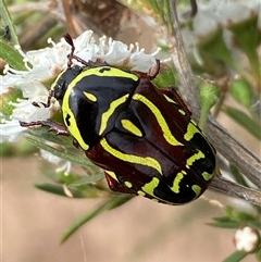 Eupoecila australasiae (Fiddler Beetle) at Molonglo, ACT - 17 Dec 2024 by SteveBorkowskis