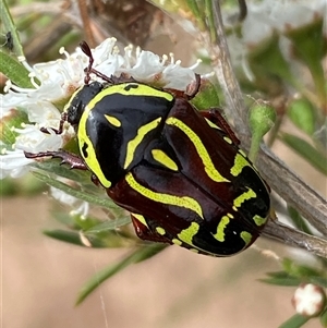 Eupoecila australasiae (Fiddler Beetle) at Molonglo, ACT by SteveBorkowskis