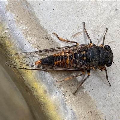 Yoyetta robertsonae (Clicking Ambertail) at Mitchell, ACT - 17 Dec 2024 by SteveBorkowskis