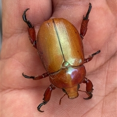 Anoplognathus montanus (Montane Christmas beetle) at Mitchell, ACT - 17 Dec 2024 by SteveBorkowskis