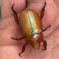 Anoplognathus montanus (Montane Christmas beetle) at Mitchell, ACT - 16 Dec 2024 by SteveBorkowskis