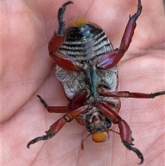 Anoplognathus montanus at Mitchell, ACT - suppressed