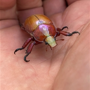 Anoplognathus montanus at Mitchell, ACT - suppressed