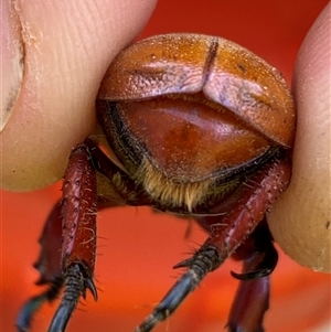 Anoplognathus montanus at Mitchell, ACT - suppressed