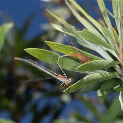 Xanthagrion erythroneurum (Red & Blue Damsel) at Gungahlin, ACT - 12 Dec 2024 by AlisonMilton