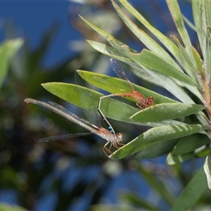 Xanthagrion erythroneurum at Gungahlin, ACT - 12 Dec 2024 10:20 AM