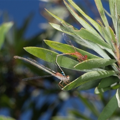 Xanthagrion erythroneurum at Gungahlin, ACT - 11 Dec 2024 by AlisonMilton