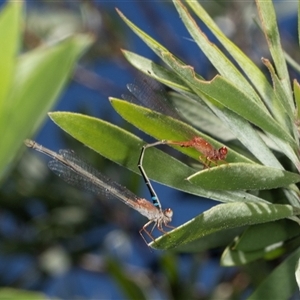 Xanthagrion erythroneurum at Gungahlin, ACT - 12 Dec 2024 10:20 AM