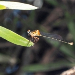 Nososticta solida (Orange Threadtail) at Gungahlin, ACT - 12 Dec 2024 by AlisonMilton