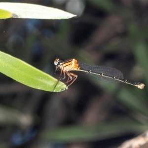 Nososticta solida at Gungahlin, ACT - 12 Dec 2024 10:20 AM