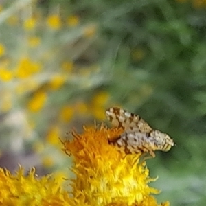 Austrotephritis sp. (genus) at Watson, ACT - 17 Dec 2024