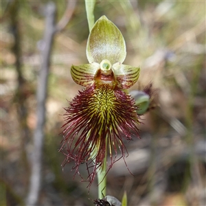 Calochilus paludosus at Penrose, NSW - suppressed