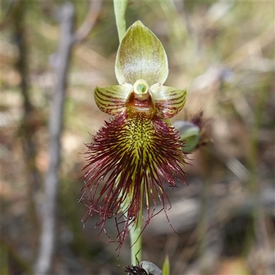 Calochilus paludosus (Strap Beard Orchid) at Penrose, NSW - 28 Oct 2024 by RobG1